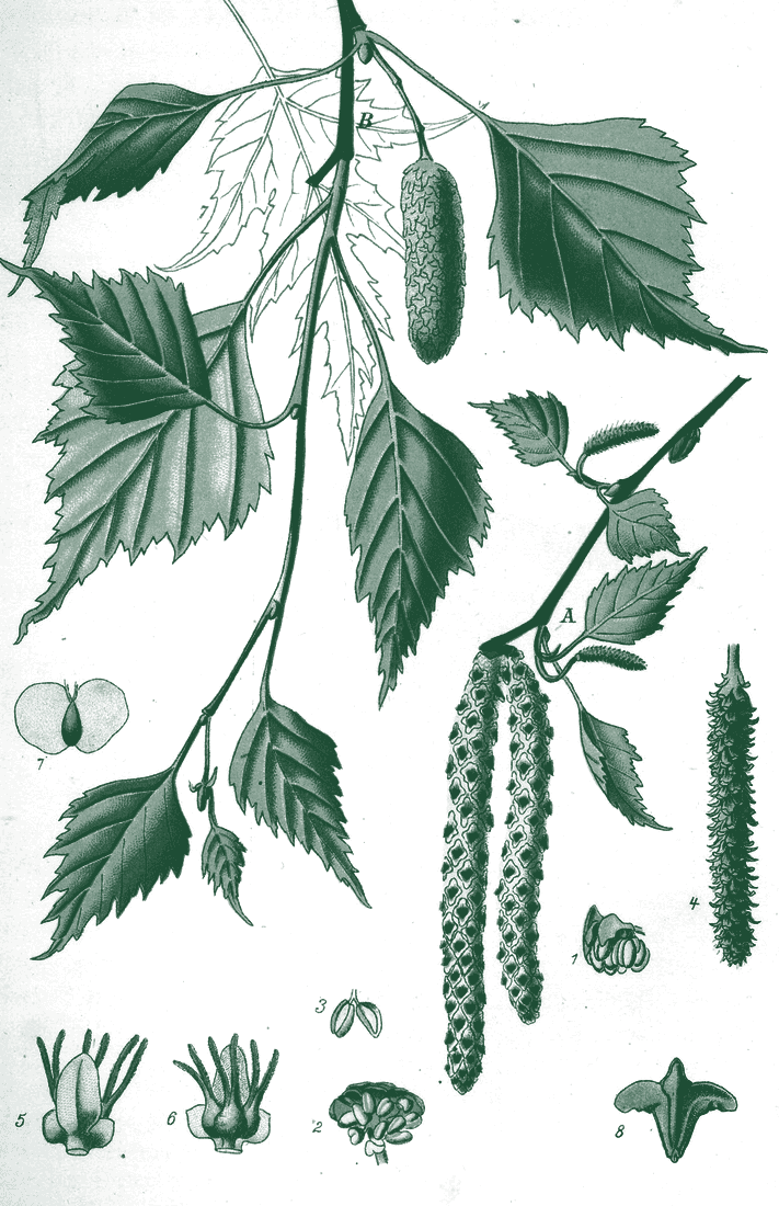 Tablica botaniczna: brzoza brodawkowata, Betula pendula