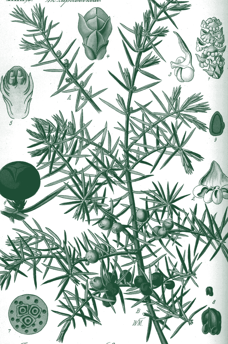 Tablica botaniczna: jałowiec pospolity, Juniperus communis