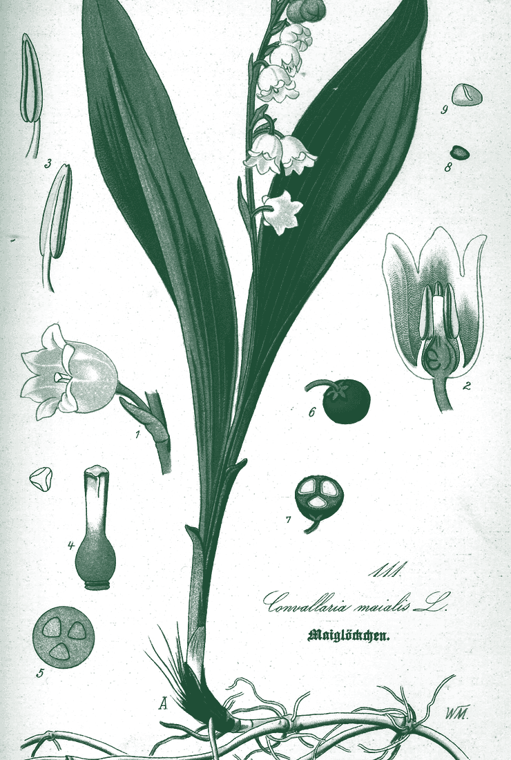 Tablica botaniczna: konwalia majowa, Convallaria majalis