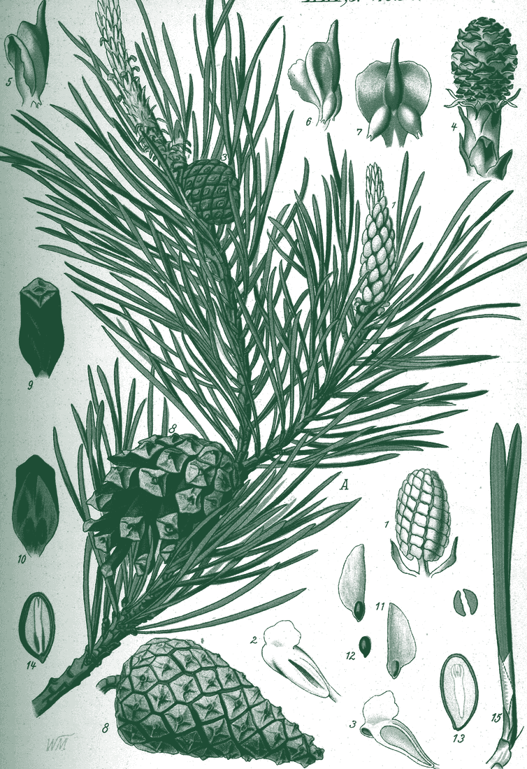 Tablica botaniczna: sosna zwyczajna, Pinus sylvestris