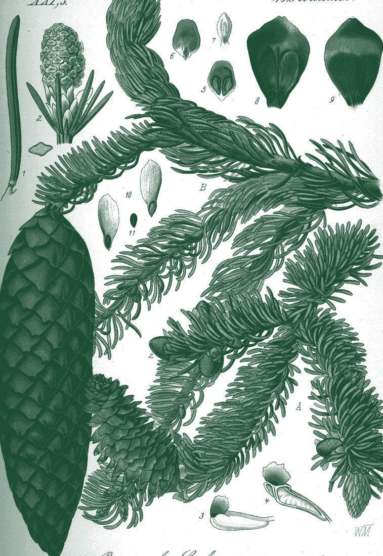 Tablica botaniczna: świerk pospolity, Picea abies