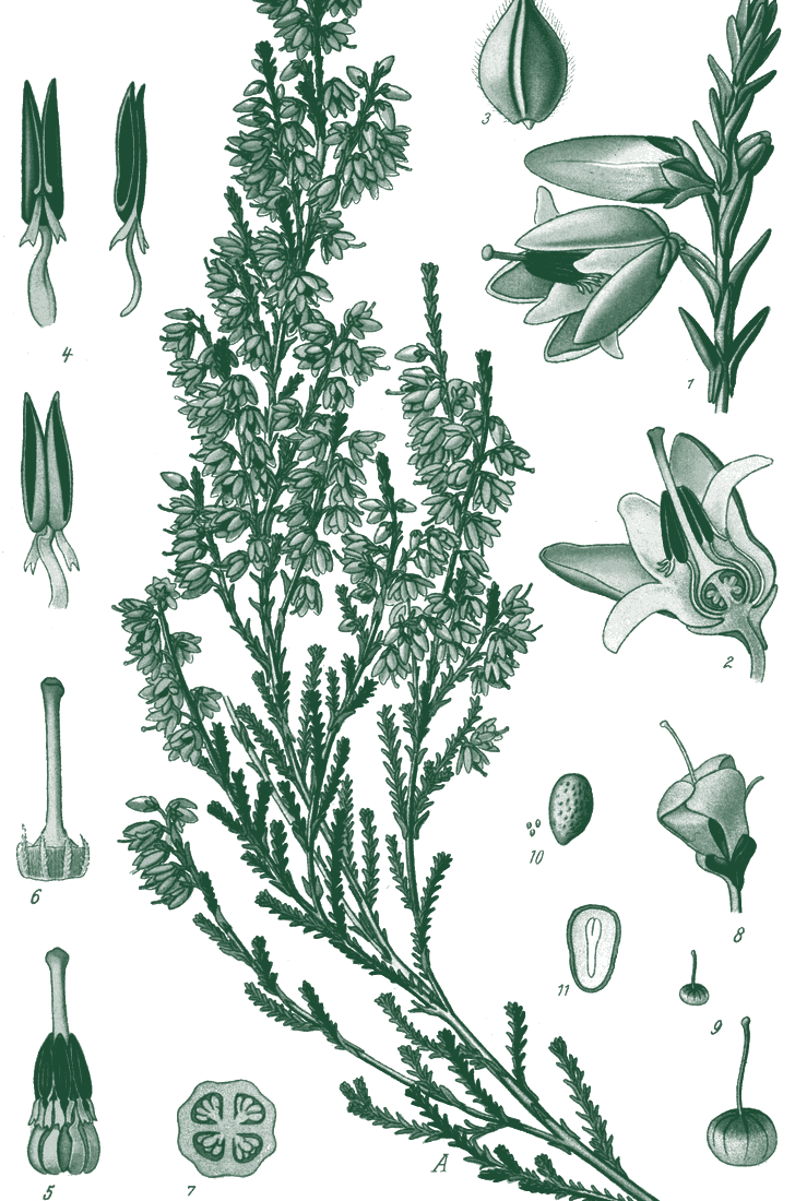 Tablica botaniczna: wrzos zwyczajny, Calluna vulgaris