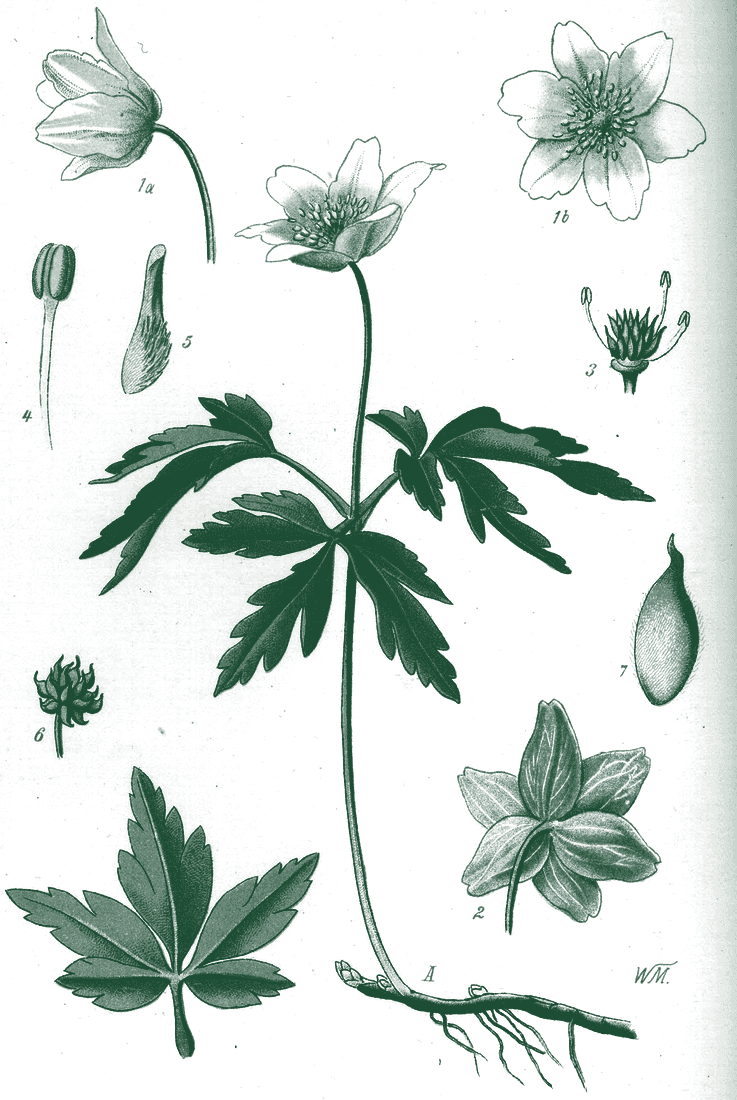 Tablica botaniczna: zawilec gajowy, Anemone nemorosa