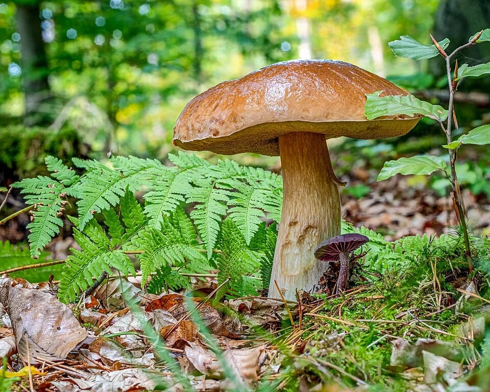 Borowik szlachetny wśród zielonych roślin i ściółki.