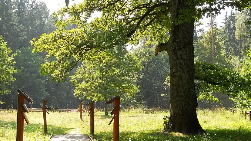 Stary dąb przy ścieżce w uroczysku Stara Białowieża